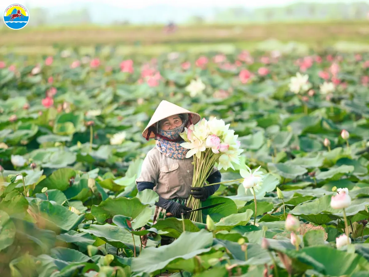 Vẻ đẹp Hòa Bình